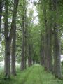 Podlinków - Palinkuvė. Starodrzew. Na terenie dawnego  otoczenia dworu aleja prowadząca do cmentarza