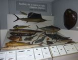 Świnoujście . Muzeum Rybołówstwa  Morskiego .