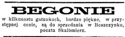 reklama begonii z Boszczynka